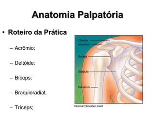 Anatomia Palpatória
• Roteiro da Prática
– Acrômio;
– Deltóide;
– Bíceps;
– Braquioradial;
– Tríceps;
 