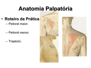 Anatomia Palpatória
• Roteiro da Prática
– Peitoral maior;
– Peitoral menor;
– Trapézio;
 