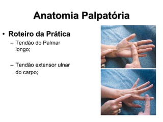 Anatomia Palpatória
• Roteiro da Prática
– Tendão do Palmar
longo;
– Tendão extensor ulnar
do carpo;
 