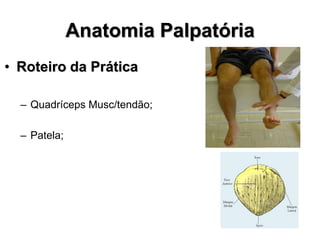 Anatomia Palpatória
• Roteiro da Prática
– Quadríceps Musc/tendão;
– Patela;
 