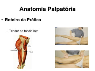 Anatomia Palpatória
• Roteiro da Prática
– Tensor da fáscia lata
 