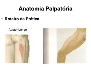 Anatomia Palpatória
• Roteiro da Prática
– Adutor Longo
 