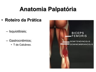 Anatomia Palpatória
• Roteiro da Prática
– Isquiotibiais;
– Gastrocnêmios;
• T de Calcâneo.
 