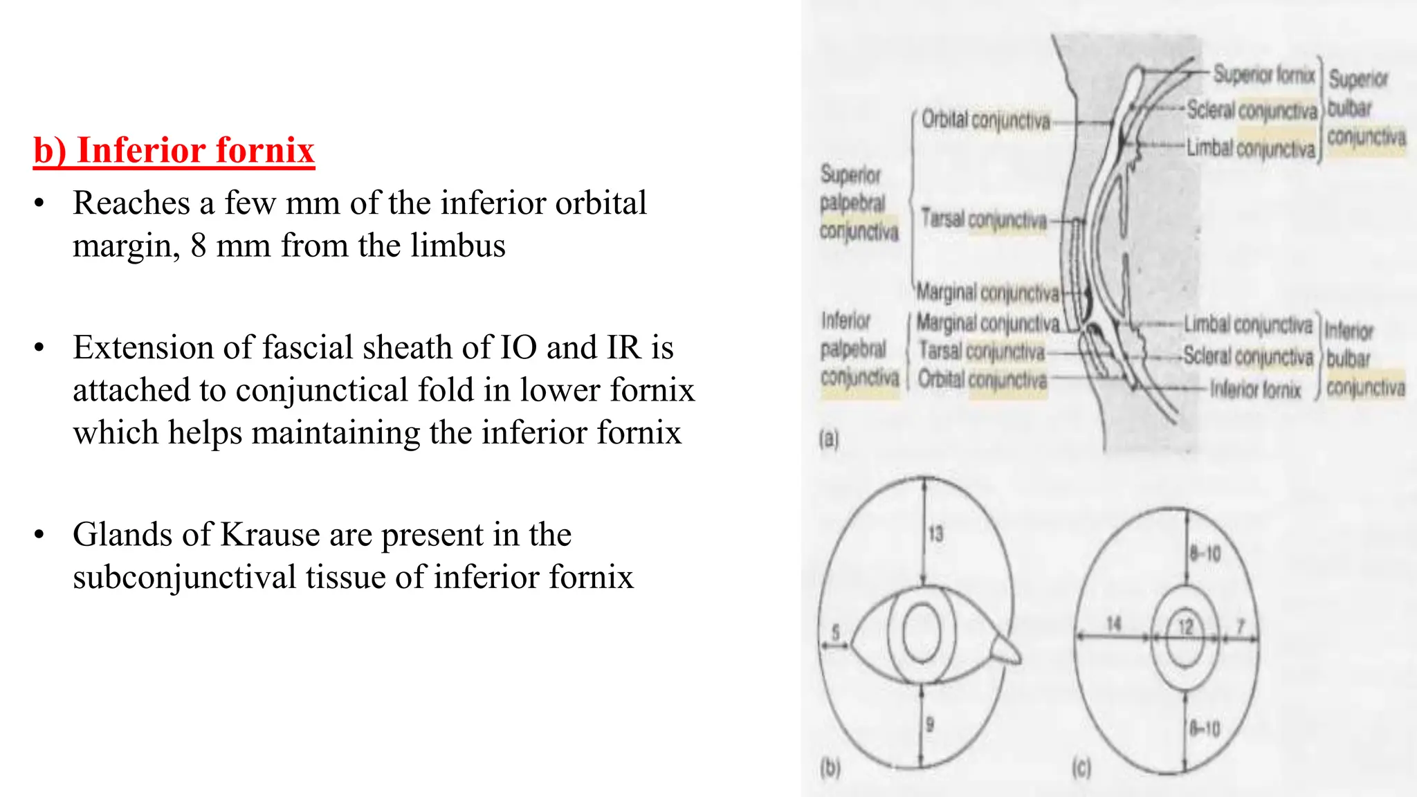 b) Inferior fornix
• Reaches a few mm of the inferior orbital
margin, 8 mm from the limbus
• Extension of fascial sheath of IO and IR is
attached to conjunctical fold in lower fornix
which helps maintaining the inferior fornix
• Glands of Krause are present in the
subconjunctival tissue of inferior fornix
 