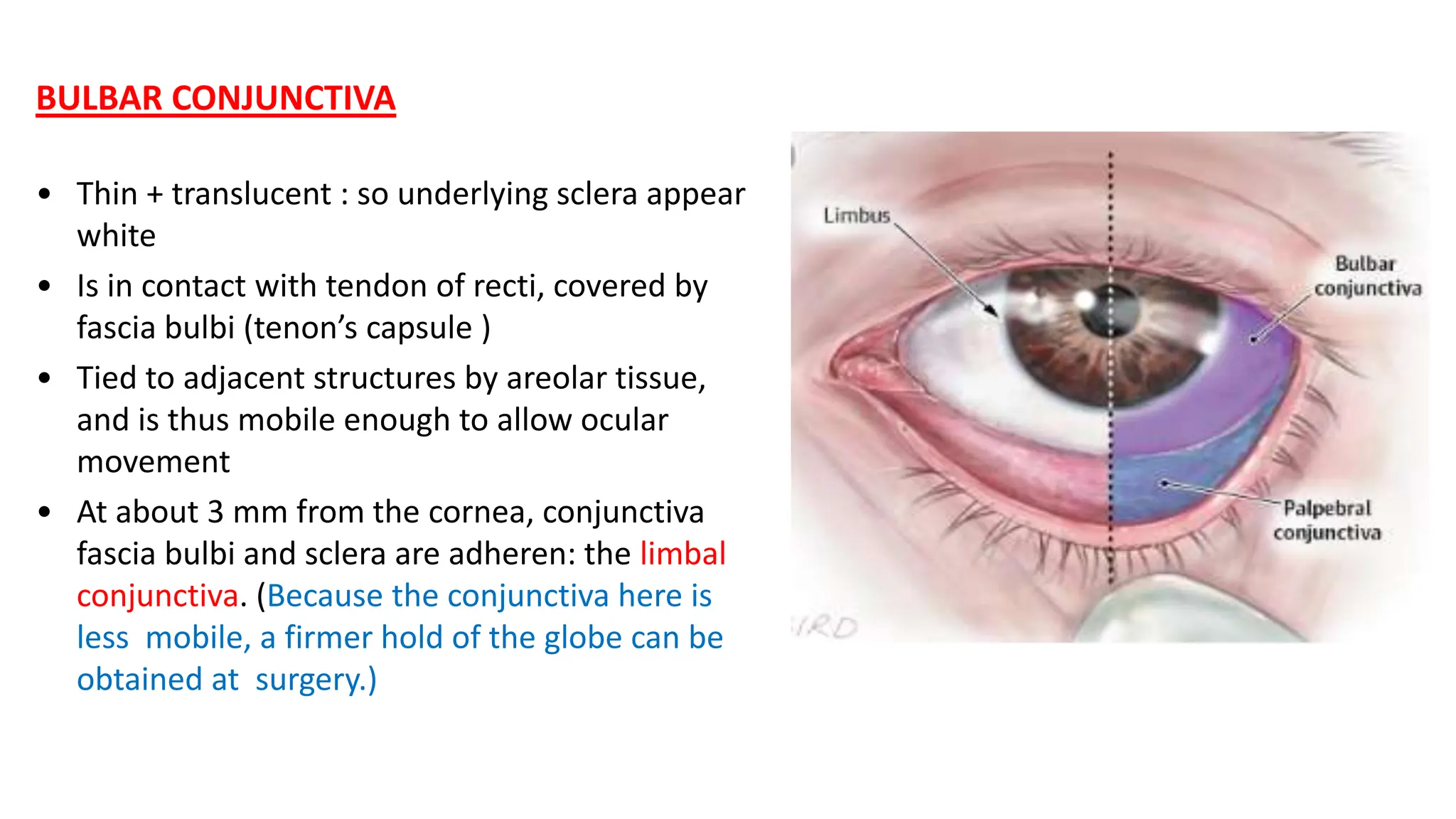 BULBAR CONJUNCTIVA
• Thin + translucent : so underlying sclera appear
white
• Is in contact with tendon of recti, covered by
fascia bulbi (tenon’s capsule )
• Tied to adjacent structures by areolar tissue,
and is thus mobile enough to allow ocular
movement
• At about 3 mm from the cornea, conjunctiva
fascia bulbi and sclera are adheren: the limbal
conjunctiva. (Because the conjunctiva here is
less mobile, a firmer hold of the globe can be
obtained at surgery.)
 