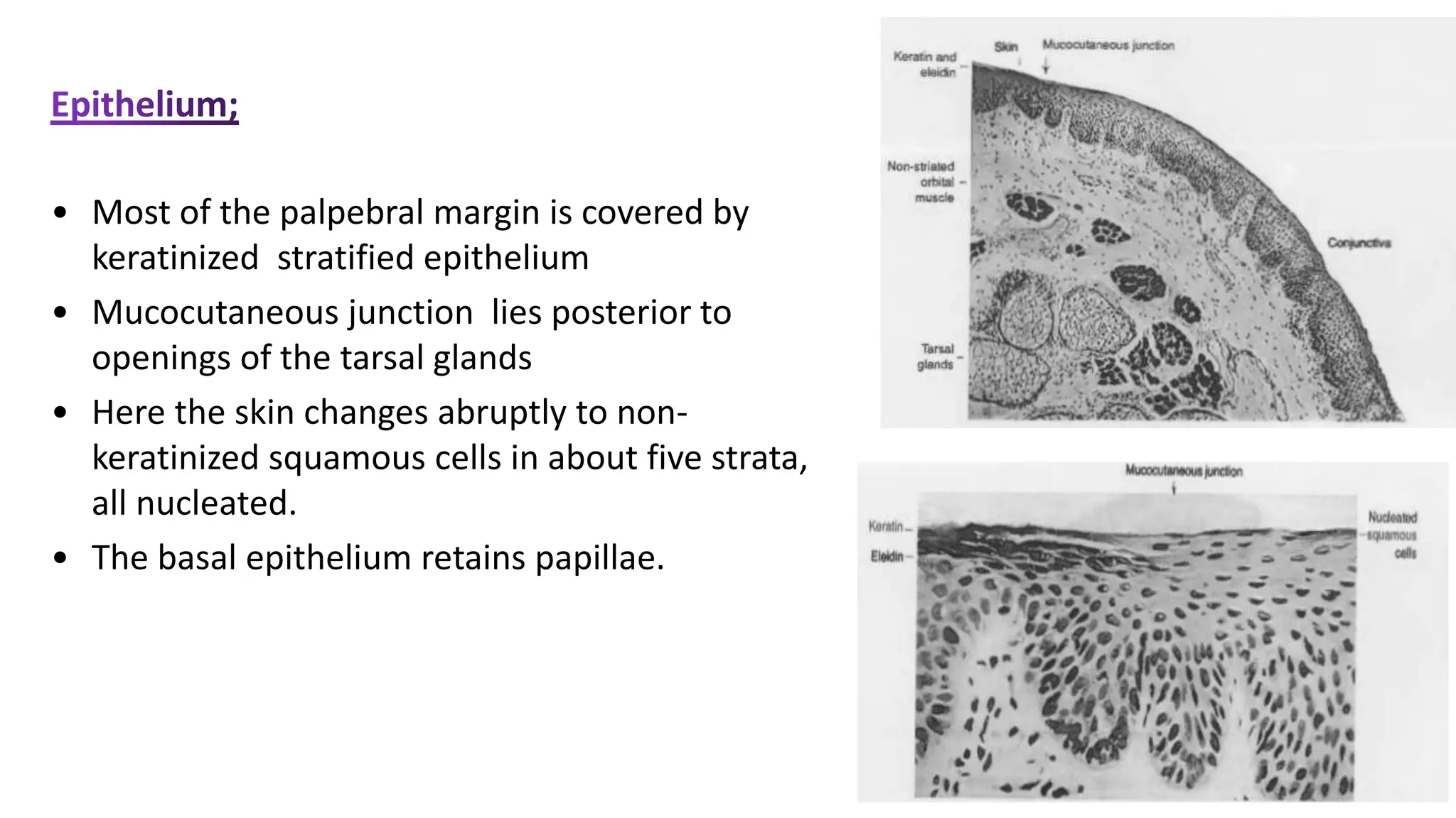 • Most of the palpebral margin is covered by
keratinized stratified epithelium
• Mucocutaneous junction lies posterior to
openings of the tarsal glands
• Here the skin changes abruptly to non-
keratinized squamous cells in about five strata,
all nucleated.
• The basal epithelium retains papillae.
 