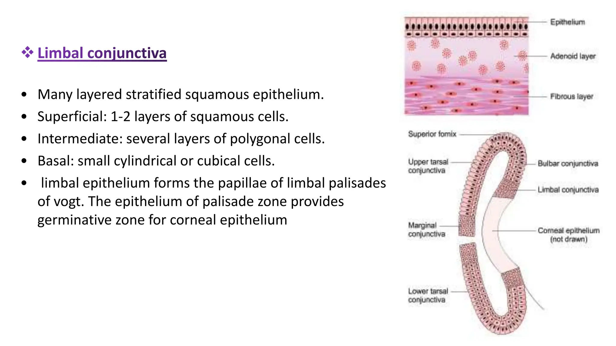 • Many layered stratified squamous epithelium.
• Superficial: 1-2 layers of squamous cells.
• Intermediate: several layers of polygonal cells.
• Basal: small cylindrical or cubical cells.
• limbal epithelium forms the papillae of limbal palisades
of vogt. The epithelium of palisade zone provides
germinative zone for corneal epithelium
 