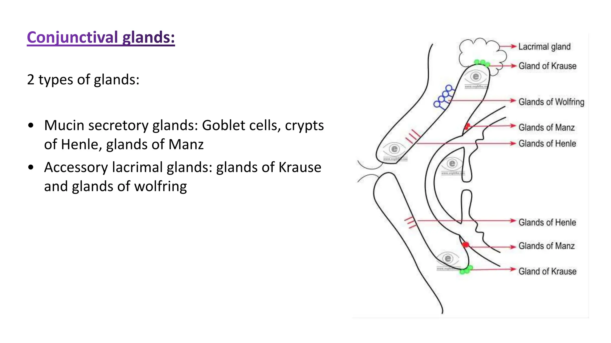 2 types of glands:
• Mucin secretory glands: Goblet cells, crypts
of Henle, glands of Manz
• Accessory lacrimal glands: glands of Krause
and glands of wolfring
 