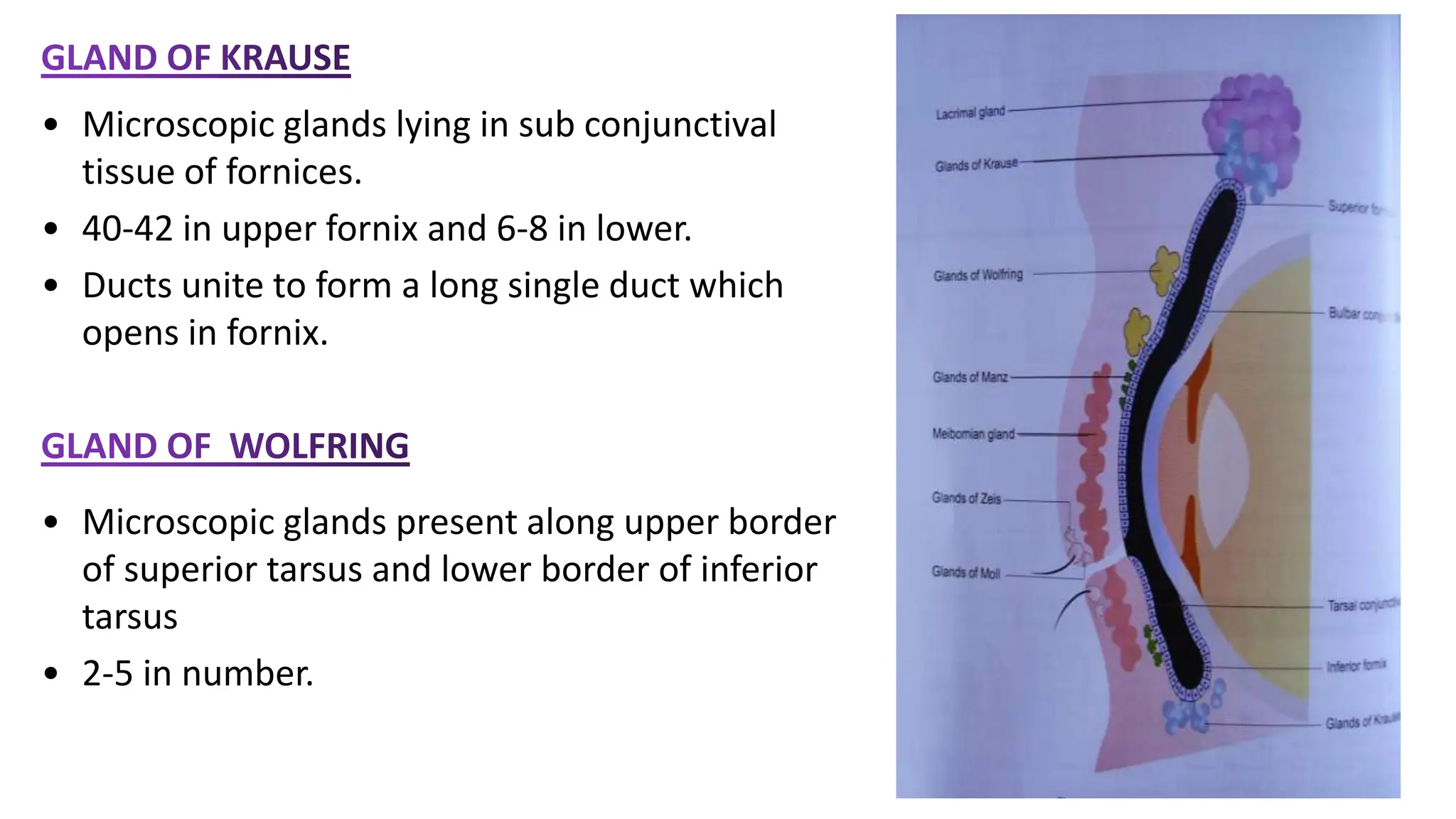 • Microscopic glands lying in sub conjunctival
tissue of fornices.
• 40-42 in upper fornix and 6-8 in lower.
• Ducts unite to form a long single duct which
opens in fornix.
• Microscopic glands present along upper border
of superior tarsus and lower border of inferior
tarsus
• 2-5 in number.
 