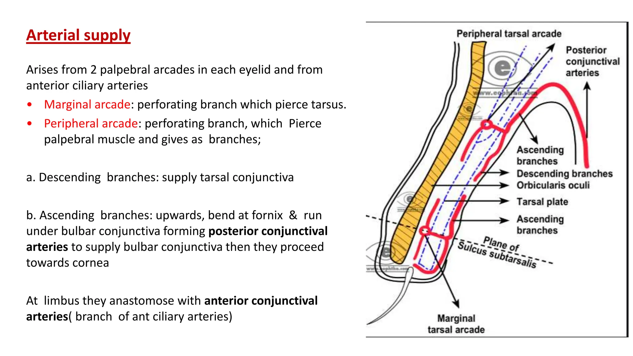 Arterial supply
Arises from 2 palpebral arcades in each eyelid and from
anterior ciliary arteries
• Marginal arcade: perforating branch which pierce tarsus.
• Peripheral arcade: perforating branch, which Pierce
palpebral muscle and gives as branches;
a. Descending branches: supply tarsal conjunctiva
b. Ascending branches: upwards, bend at fornix & run
under bulbar conjunctiva forming posterior conjunctival
arteries to supply bulbar conjunctiva then they proceed
towards cornea
At limbus they anastomose with anterior conjunctival
arteries( branch of ant ciliary arteries)
 