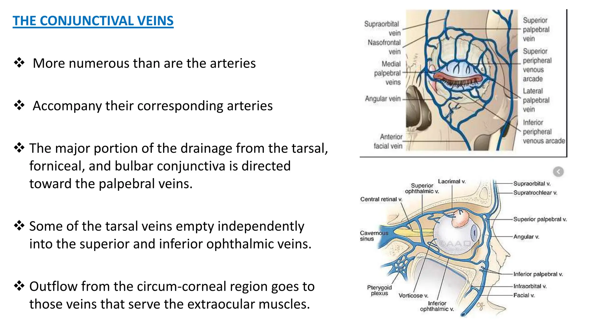 THE CONJUNCTIVAL VEINS
 More numerous than are the arteries
 Accompany their corresponding arteries
 The major portion of the drainage from the tarsal,
forniceal, and bulbar conjunctiva is directed
toward the palpebral veins.
 Some of the tarsal veins empty independently
into the superior and inferior ophthalmic veins.
 Outflow from the circum-corneal region goes to
those veins that serve the extraocular muscles.
 