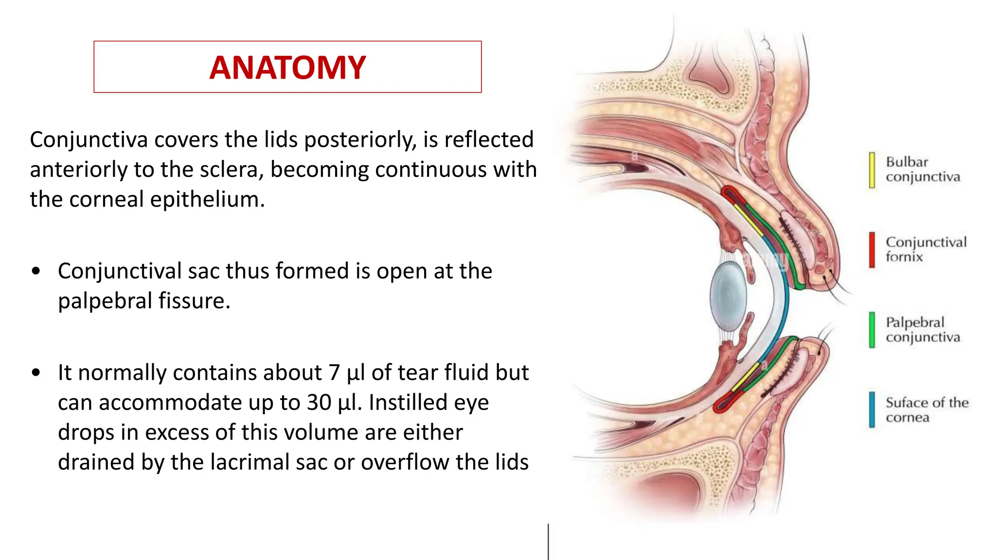 Conjunctiva covers the lids posteriorly, is reflected
anteriorly to the sclera, becoming continuous with
the corneal epithelium.
• Conjunctival sac thus formed is open at the
palpebral fissure.
• It normally contains about 7 µl of tear fluid but
can accommodate up to 30 µl. Instilled eye
drops in excess of this volume are either
drained by the lacrimal sac or overflow the lids
ANATOMY
 