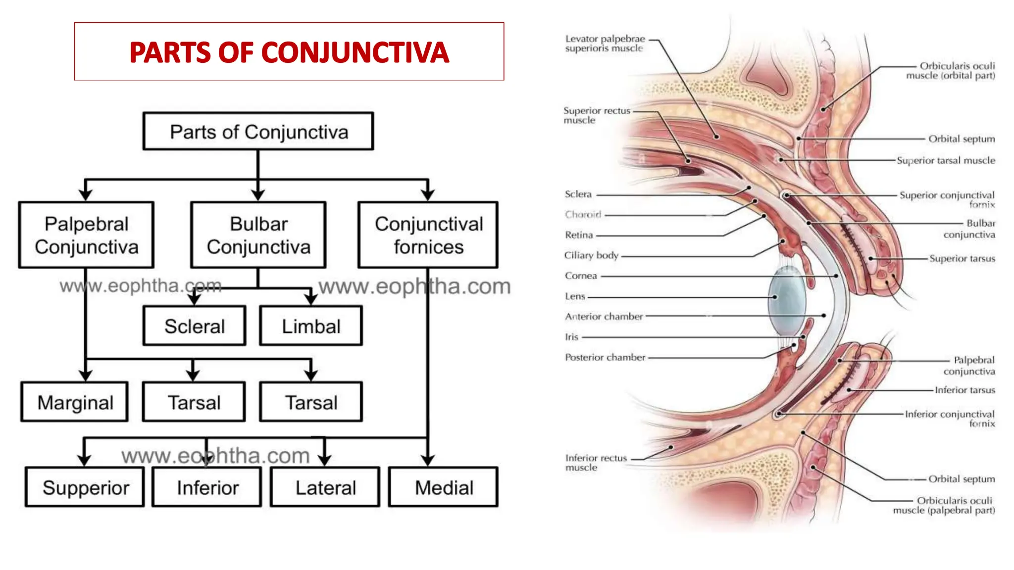 Anatomy Of Conjunctiva Ophthalmology Slides PPTX Anatomy Of Conjunctiva Ophthalmology Slides PPTX