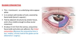 anatomy of conjunctiva. Ophthalmology slides | PPTX
