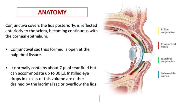 anatomy of conjunctiva. Ophthalmology slides | PPTX | Eye and Vision ...