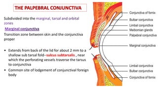 Anatomy Of Conjunctiva Ophthalmology Slides PPTX Anatomy Of Conjunctiva Ophthalmology Slides PPTX