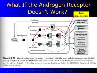 What If the Androgen Receptor Doesn’t Work?   Estrogen Brain organization Aromatase Adpated from Ganong, William F.  REVIEW OF MEDICAL PHYSIOLOGY 22 nd  ed.  Lange Medical Books/McGraw-Hill (2005) 