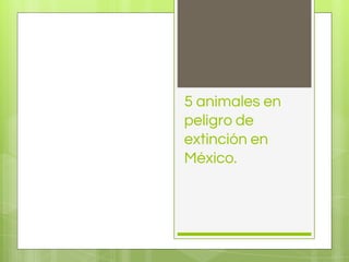 5 animales en
peligro de
extinción en
México.
 
