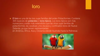  El loro es una de las tres supe familias del orden Psitaciformes. Contiene
369 especies de psitácidos o loros típicos. Los loros típicos son más
numerosos y están más extendidos que las otras supe familias de
psitaciformes, las cacatúas y los escasos y confinados loros de Nueva
Zelanda, ya que tienen representantes
en América, África, Asia y Oceanía (desde Australia hasta la Polinesia).
 
