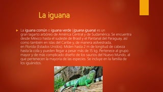 La iguana común o iguana verde (Iguana iguana) es un
gran lagarto arbóreo de América Central y de Sudamérica. Se encuentra
desde México hasta el sudeste de Brasil y el Pantanal del Paraguay, así
como también en islas del Caribe y, de manera asilvestrada,
en Florida (Estados Unidos). Miden hasta 2 m de longitud de cabeza
hasta la cola y pueden llegar a pesar más de 15 kg. Pertenece al grupo
mayor y de más complicado diseño de los saurios del Nuevo Mundo, al
que pertenecen la mayoría de las especies. Se incluye en la familia de
los iguánidos.
 