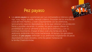  Los peces payaso se caracterizan por sus contrastados e intensos colores,
rojo, rosa, negro, amarillo, naranja o blanco. Proceden de los arrecifes de
coral del Indo-Pacífico, y viven conjuntamente con las anémonas,
teóricamente especies depredadoras, de las que obtienen una protección
frente a posibles atacantes. A cambio, los peces payaso ofrecen la
posibilidad de acercar alimento a la boca de la anémona, y, con su
continuo movimiento, limpian el disco oral y los tentáculos de la
anémona, evitándole infecciones bacterianas. Al tiempo, los ejemplares
adultos de pez payaso defienden a sus anémonas hospedantes de peces
depredadores especializados, como los peces mariposa de
la familia Chaetodontidae.
 