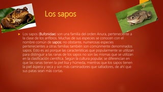  Los sapos (Bufonidae) son una familia del orden Anura, perteneciente a
la clase de los anfibios. Muchas de sus especies se conocen con el
nombre común de sapos; no obstante, numerosas especies
pertenecientes a otras familias también son comúnmente denominados
sapos. Esto es así porque las características que popularmente se utilizan
para distinguir a las ranas de los sapos no son las mismas que se utilizan
en la clasificación científica. Según la cultura popular, se diferencian en
que las ranas tienen la piel lisa y húmeda, mientras que los sapos tienen
la piel áspera y seca y son más caminadores que saltadores, de ahí que
sus patas sean más cortas.
 