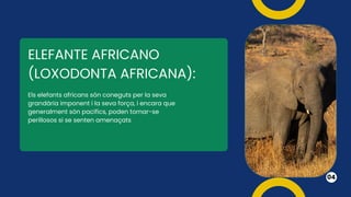 ELEFANTE AFRICANO
(LOXODONTA AFRICANA):
04
Els elefants africans són coneguts per la seva
grandària imponent i la seva força, i encara que
generalment són pacífics, poden tornar-se
perillosos si se senten amenaçats
 