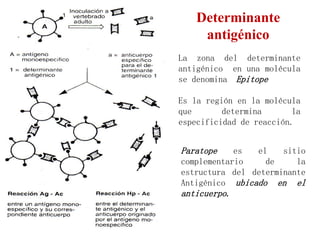 La zona del determinante
antigénico en una molécula
se denomina Epitope
Es la región en la molécula
que determina la
especificidad de reacción.
Determinante
antigénico
Paratope es el sitio
complementario de la
estructura del determinante
Antigénico ubicado en el
anticuerpo.
 