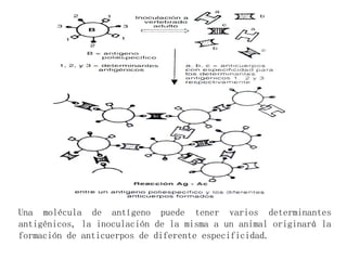 Una molécula de antígeno puede tener varios determinantes
antigénicos, la inoculación de la misma a un animal originará la
formación de anticuerpos de diferente especificidad.
 
