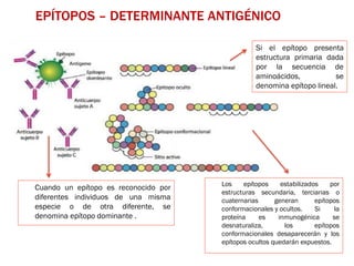 EPÍTOPOS – DETERMINANTE ANTIGÉNICO
Cuando un epítopo es reconocido por
diferentes individuos de una misma
especie o de otra diferente, se
denomina epítopo dominante .
Si el epítopo presenta
estructura primaria dada
por la secuencia de
aminoácidos, se
denomina epítopo lineal.
Los epítopos estabilizados por
estructuras secundaria, terciarias o
cuaternarias generan epítopos
conformacionales y ocultos. Si la
proteína es inmunogénica se
desnaturaliza, los epítopos
conformacionales desaparecerán y los
epítopos ocultos quedarán expuestos.
 
