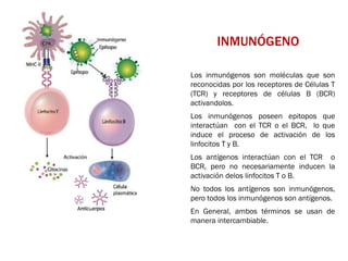 INMUNÓGENO
Los inmunógenos son moléculas que son
reconocidas por los receptores de Células T
(TCR) y receptores de células B (BCR)
activandolos.
Los inmunógenos poseen epitopos que
interactúan con el TCR o el BCR, lo que
induce el proceso de activación de los
linfocitos T y B.
Los antígenos interactúan con el TCR o
BCR, pero no necesariamente inducen la
activación delos linfocitos T o B.
No todos los antígenos son inmunógenos,
pero todos los inmunógenos son antígenos.
En General, ambos términos se usan de
manera intercambiable.
 