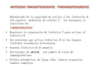 ANTÍGENO TIMODEPENDIENTE - TIMOINDEPENDIENTE
Dependiendo de la capacidad de activar a los linfocitos B
sin requerir mediación de células T, los antígenos se
clasifican en:
TIMODEPENDIENTES
• Requieren la cooperación de linfocito T para activar al
linfocito B
• Son proteínas que activa linfocitos B en los órganos
linfoides secundarios foliculares.
• Generan linfocitos B de memoria
• Anticuerpos de switch, con cambio de clase de
inmunoglobulinas
• Células plasmáticas de larga vida, inducen respuestas
inmunes completas
 