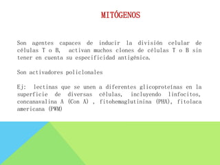 Son agentes capaces de inducir la división celular de
células T o B, activan muchos clones de células T o B sin
tener en cuenta su especificidad antigénica.
Son activadores policlonales
Ej: lectinas que se unen a diferentes glicoproteínas en la
superficie de diversas células, incluyendo linfocitos,
concanavalina A (Con A) , fitohemaglutinina (PHA), fitolaca
americana (PWM)
MITÓGENOS
 