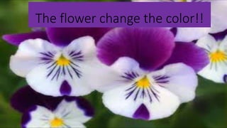 The flower change the color!!
 