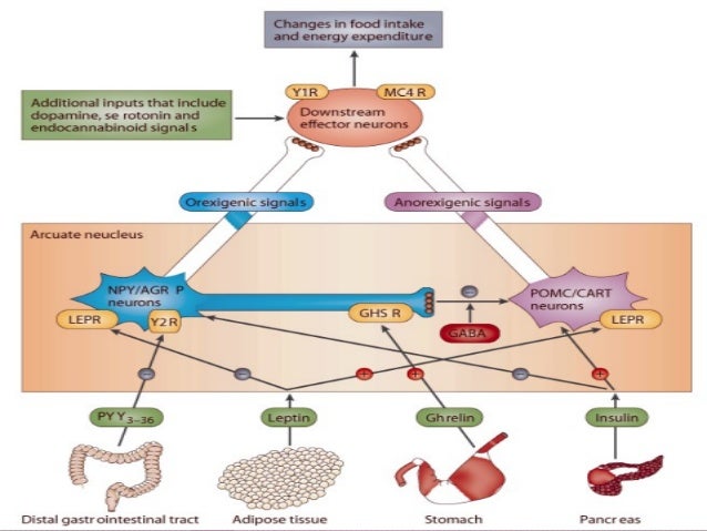 control app j regulation appetite