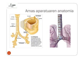 Arnas aparatuaren anatomia




14
 