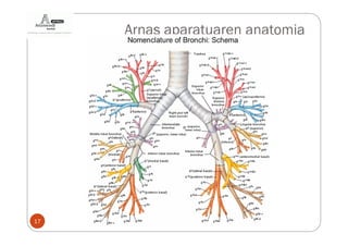 Arnas aparatuaren anatomia




17
 