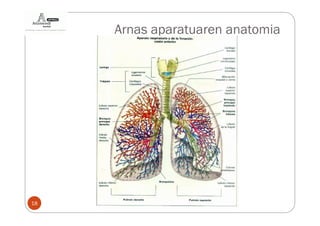 Arnas aparatuaren anatomia




18
 
