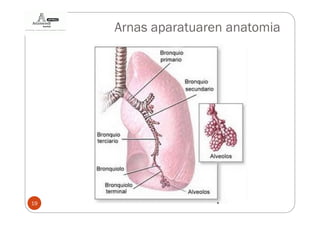 Arnas aparatuaren anatomia




19
 