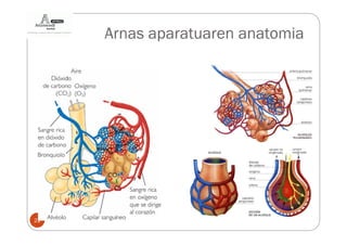 Arnas aparatuaren anatomia




22
 