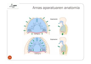 Arnas aparatuaren anatomia




29
 