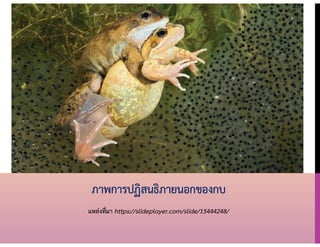 ภาพการปฏิสนธิภายนอกของกบ
แหล่งที่มา https://slideplayer.com/slide/15444248/
 