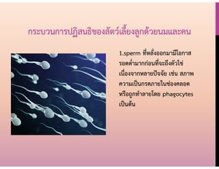 1.sperm ที่หลั่งออกมามีโอกาส
รอดต่ามากก่อนที่จะถึงตัวไข่
เนื่องจากหลายปัจจัย เช่น สภาพ
ความเป็นกรดภายในช่องคลอด
หรือถูกทาลายโดย phagocytes
เป็นต้น
กระบวนการปฏิสนธิของสัตว์เลี้ยงลูกด้วยนมและคน
 