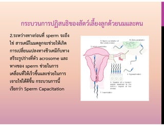 2.ระหว่างทางก่อนที่ sperm จะถึง
ไข่ สารเคมีในมดลูกจะช่วยให้เกิด
การเปลี่ยนแปลงทางชีวเคมีกับทาง
สรีระรูปร่างที่หัว acrosome และ
หางของ sperm ช่วยในการ
เคลื่อนที่ให้เร็วขึ้นและช่วยในการ
เจาะไข่ได้ดีขึ้น กระบวนการนี้
เรียกว่า Sperm Capacitation
กระบวนการปฏิสนธิของสัตว์เลี้ยงลูกด้วยนมและคน
 