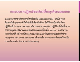 กระบวนการปฏิสนธิของสัตว์เลี้ยงลูกด้วยนมและคน
6.sperm หลายๆตัวจะเจาะไข่พร้อมกัน (polyspermae) แต่เนื่องจาก
ต้องการให้ sperm เข้าไปในไข่ได้เพียงตัวเดียว จึงมีวิธีการป้องกัน เรียก
ปฏิกิริยานี้ว่า zona reaction หรือ cortical reaction ปฏิกิริยานี้เกิดขึ้นจาก
การกระตุ้นของปริมาณแคลเซียมไอออนที่มากขึ้นเมื่อ sperm 1 ตัวสามารถ
เจาะเข้ามาได้ หลังจากนั้น cortical granules จึงปล่อยเอนไซม์มาทาลาย
receptors และ zona pellucida แข็งมากขึ้น กระบวนการทั้งหมดเรียกเป็น
ภาษาอังกฤษว่า Block to Polyspermy
 