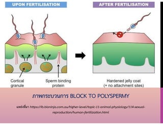 ภาพกระบวนการ BLOCK TO POLYSPERMY
แหล่งที่มา https://ib.bioninja.com.au/higher-level/topic-11-animal-physiology/114-sexual-
reproduction/human-fertilization.html
 