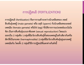 การปฏิสนธิ (FERTILIZATION)
การปฏิสนธิ (fertilization) คือการรวมตัวระหว่างนิวเคลียสของ เซลล์
สืบพันธุ์เพศผู้ (male gamete) หรือ อสุจิ (sperm) กับนิวเคลียสของเซลล์
เพศเมีย (female gamete) หรือไข่ (egg) ซึ่งได้จากการแบ่งเซลล์แบบไมโอ
ซิส เป็นการสืบพันธุ์แบบอาศัยเพศ (sexual reproduction) โดยแบ่ง
ออกเป็น 2 กลุ่มคือ 1.กลุ่มที่มีอวัยวะสืบพันธุ์ทั้งสองเพศอยู่ในตัวเดียวกันหรือ
สัตว์ที่เป็นกะเทย (hermaphrodite) 2.กลุ่มที่มีอวัยวะสืบพันธุ์อยู่แยกเพศผู้
เพศเมียกัน โดยทั้ง 2 กลุ่มมีวิธีการปฏิสนธิที่แตกต่างกันดังนี้
 
