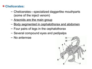 – Chelicerates—specialized daggerlike mouthparts
(some of the inject venom)
– Aracnids are the main group
– Body segmented in cephalothorax and abdomen
– Four pairs of legs in the cephalothorax
– Several compound eyes and pedipalps
– No antennae
Chelicerates:
 