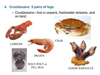 – Crustaceans—live in oceans, freshwater streams, and
on land
LOBSTER
PRAWN
CRAB
GOOSE BARNACLE
ROLY-POLY or
PILL BUG
4. Crustáceans: 5 pairs of legs
 