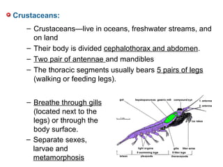 – Crustaceans—live in oceans, freshwater streams, and
on land
– Their body is divided cephalothorax and abdomen.
– Two pair of antennae and mandibles
– The thoracic segments usually bears 5 pairs of legs
(walking or feeding legs).
Crustaceans:
– Breathe through gills
(located next to the
legs) or through the
body surface.
– Separate sexes,
larvae and
metamorphosis
 